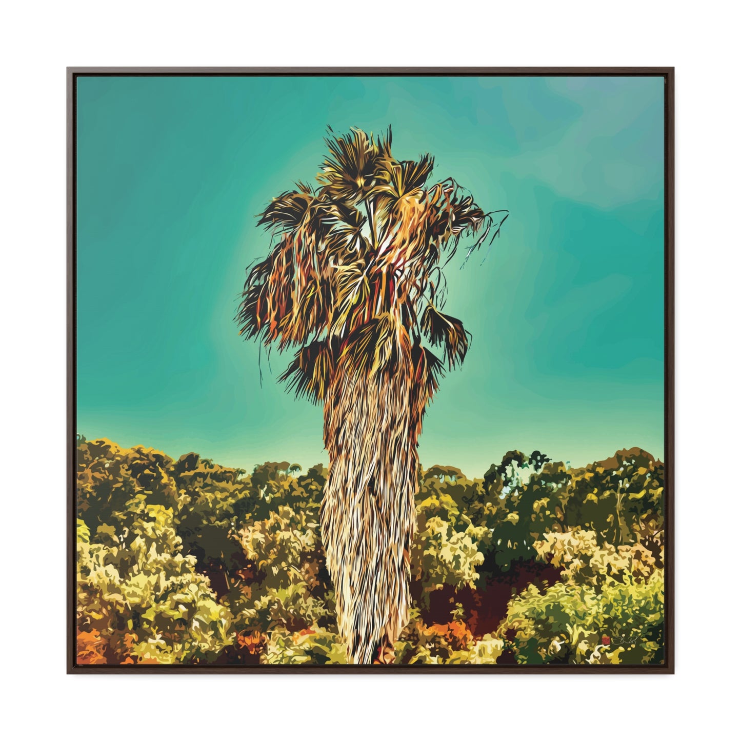 36x36" Framed Canvas Print "Fan Palm Capricornia"